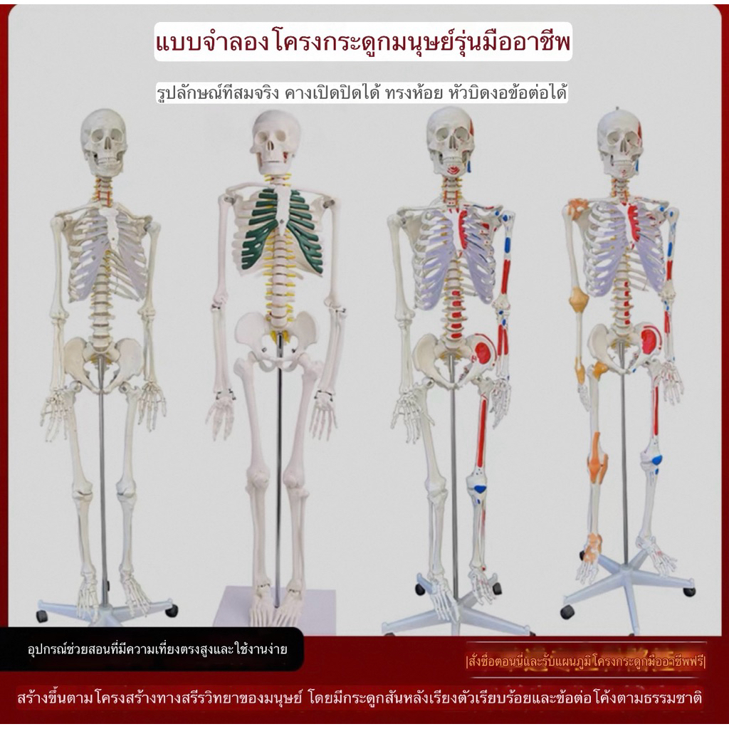 (pre order)Anatomy human model โมเดลหุ่นอนาโตมีมนุษย์ แบบจำลองหุ่นมนุษย์ Model anatomy กระดูก หัวใจ 