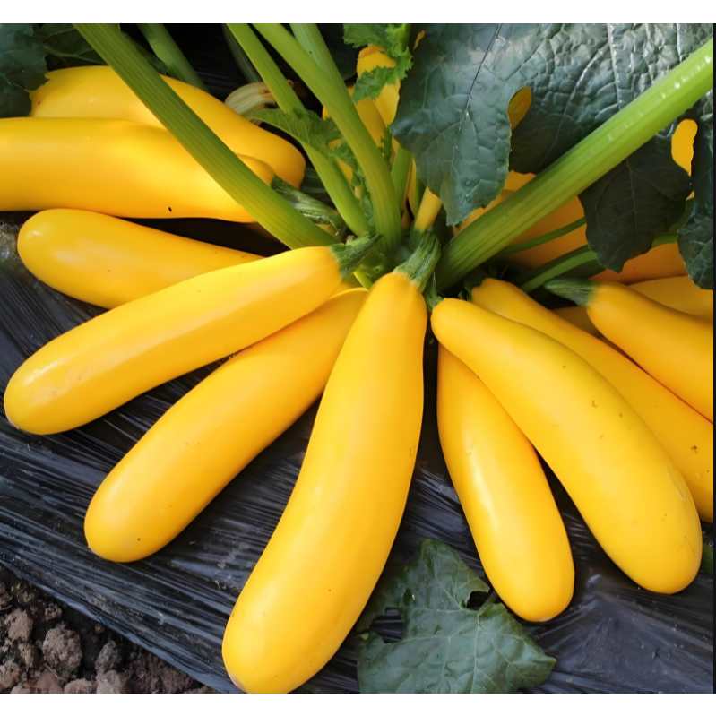 ปลูกง่าย เมล็ดพันธุ์ ซูกินีเหลือง 8เมล็ด Golden Zucchini Squash Seeds Bottle Gourd Vegetable Seeds