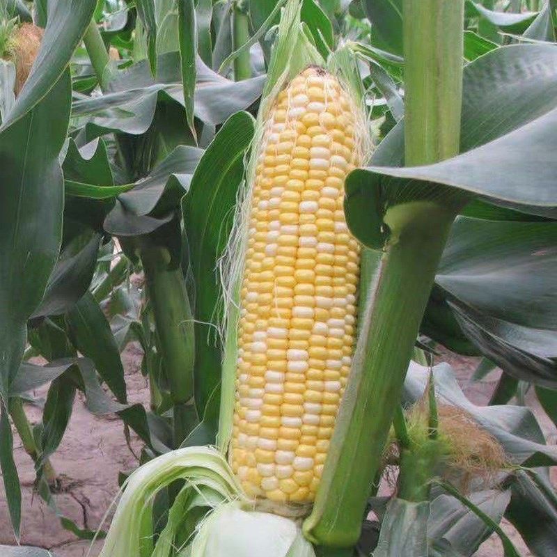 เมล็ดพันธุ์ ข้าวโพดหวาน (F1 SUPER SWEET CORN SEEDS) บรรจุ 20 เมล็ด-ข้าวโพดที่กินได้เลย
