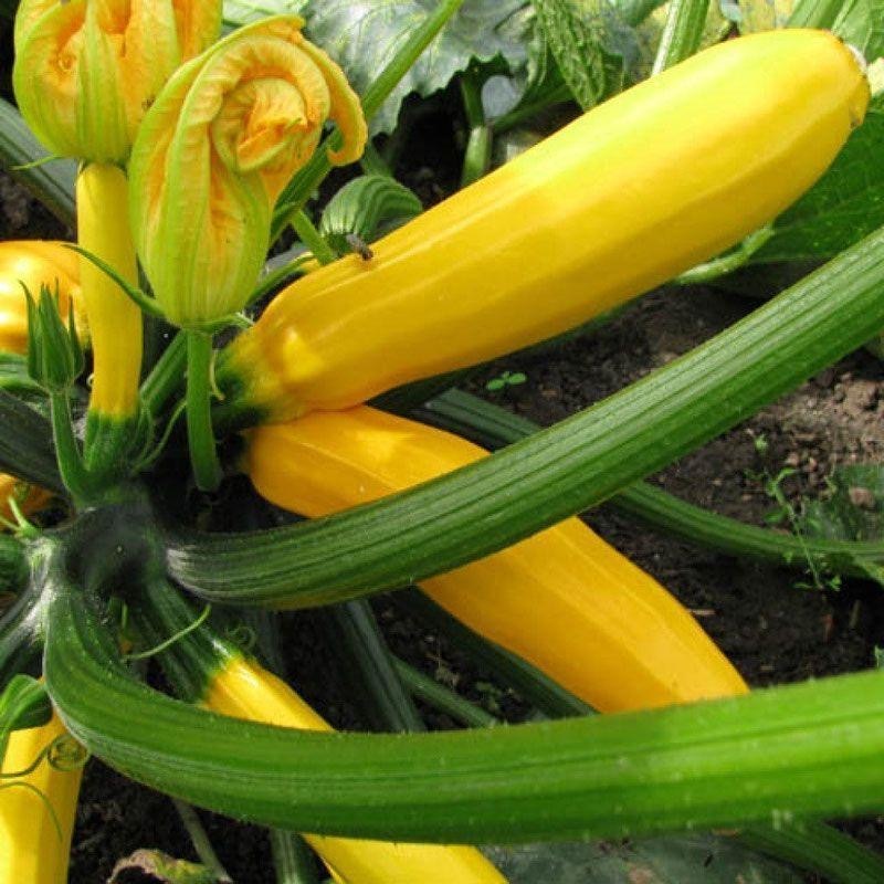 เมล็ดพันธุ์ ซูกินีเหลือง golden zucchini 5เมล็ด F1 Seeds