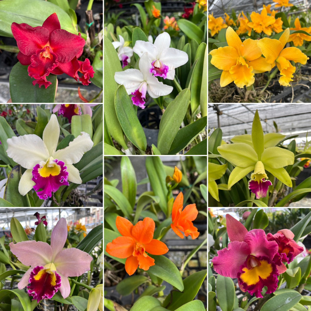 แคทลียา ราชินีแห่งกล้วยไม้ มีดอกเล็กดอกใหญ่ มีหลายสีให้เลือก Cattleya Orchid