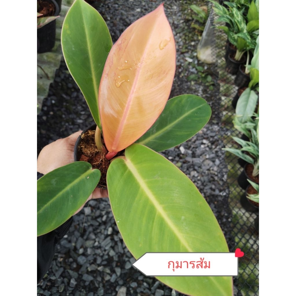 🌿💚ไม้มงคล ไม้ฟอกอากาศ ไม้จิ๋ว ❤️🌿 กระถาง3 นิ้ว 5แถม1♥️10แถม3 - รูปที่ 3