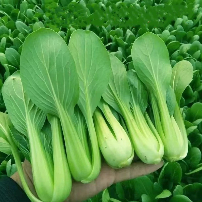 300เมล็ด พืชผัก pak choi seeds ผักกวางตุ้งฮ่องเต้ การงอกอย่างรวดเร็ว เมล็ดพันธุ์คุณภาพดี