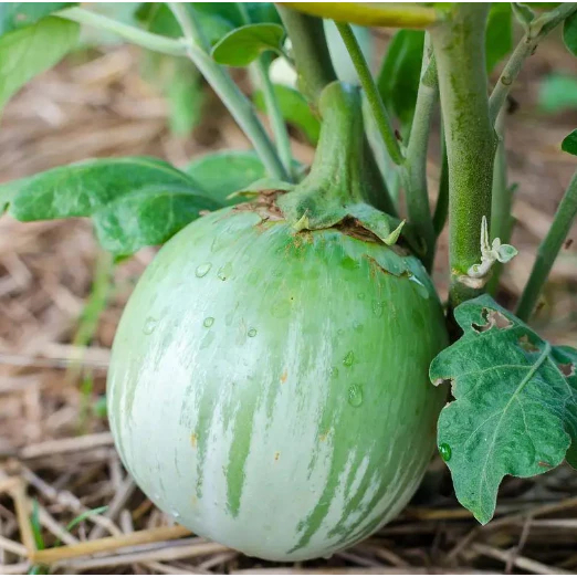 Thai Eggplant Seeds เมล็ดพันธุ์ มะเขือยักษ์ พันธุ์หยกภูพาน (Yok Poo Pan Giant Eggplant Seed) บรรจุ 2