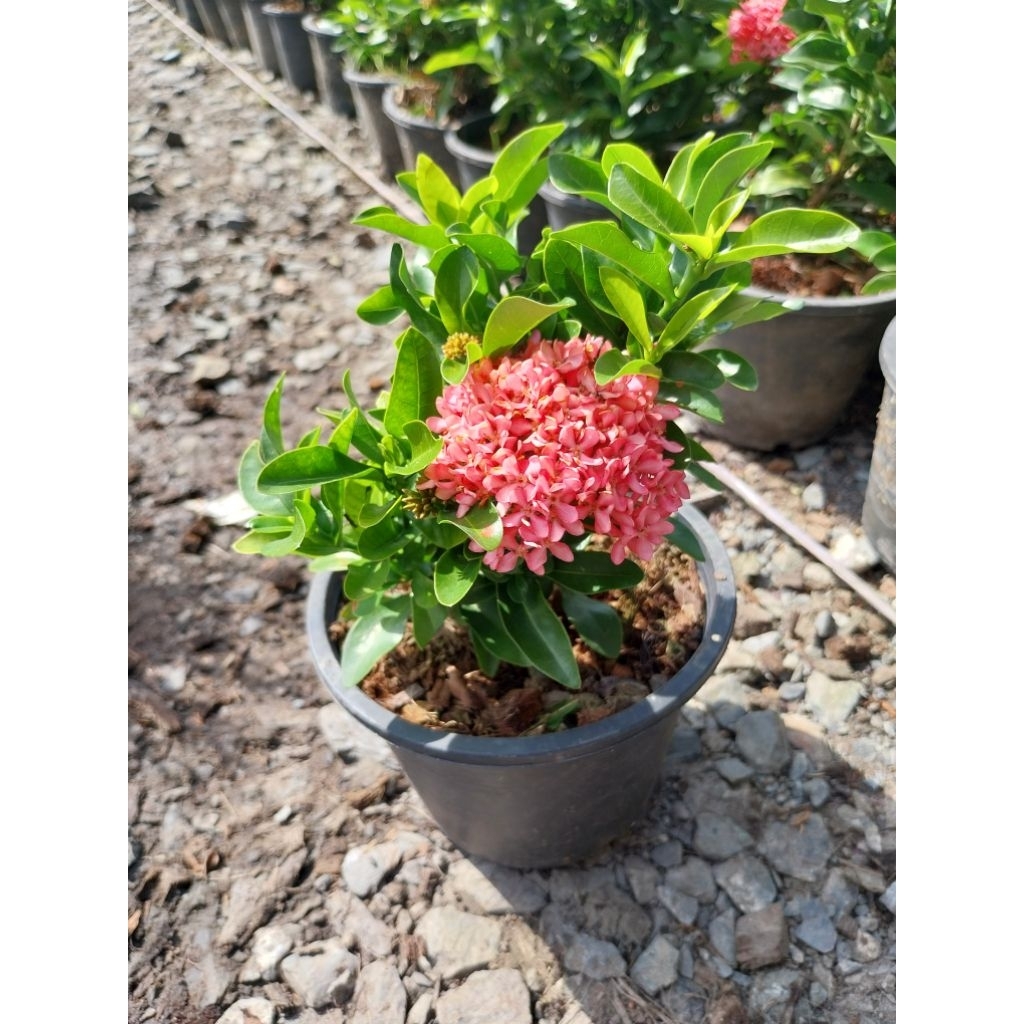 ต้นเข็มสูงประมาณ20-35ซม.