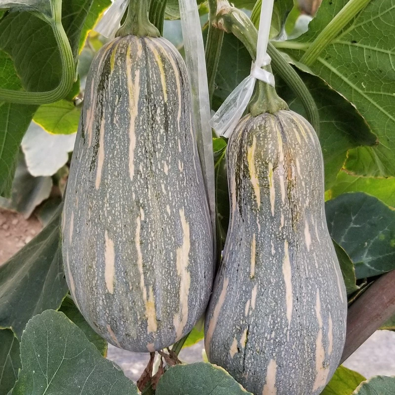 เมล็ดพันธุ์ ฟักทอง ใบเตย แปดริ้ว บรรจุ 10 เมล็ด Sweet Pumpkin Seeds for Planting Butternut Squash Seeds Vegetables Seeds