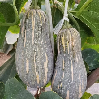 เมล็ดพันธุ์ ฟักทอง ใบเตย แปดริ้ว บรรจุ 10 เมล็ด Sweet Pumpkin Seeds for Planting Butternut Squash Seeds Vegetables Seeds