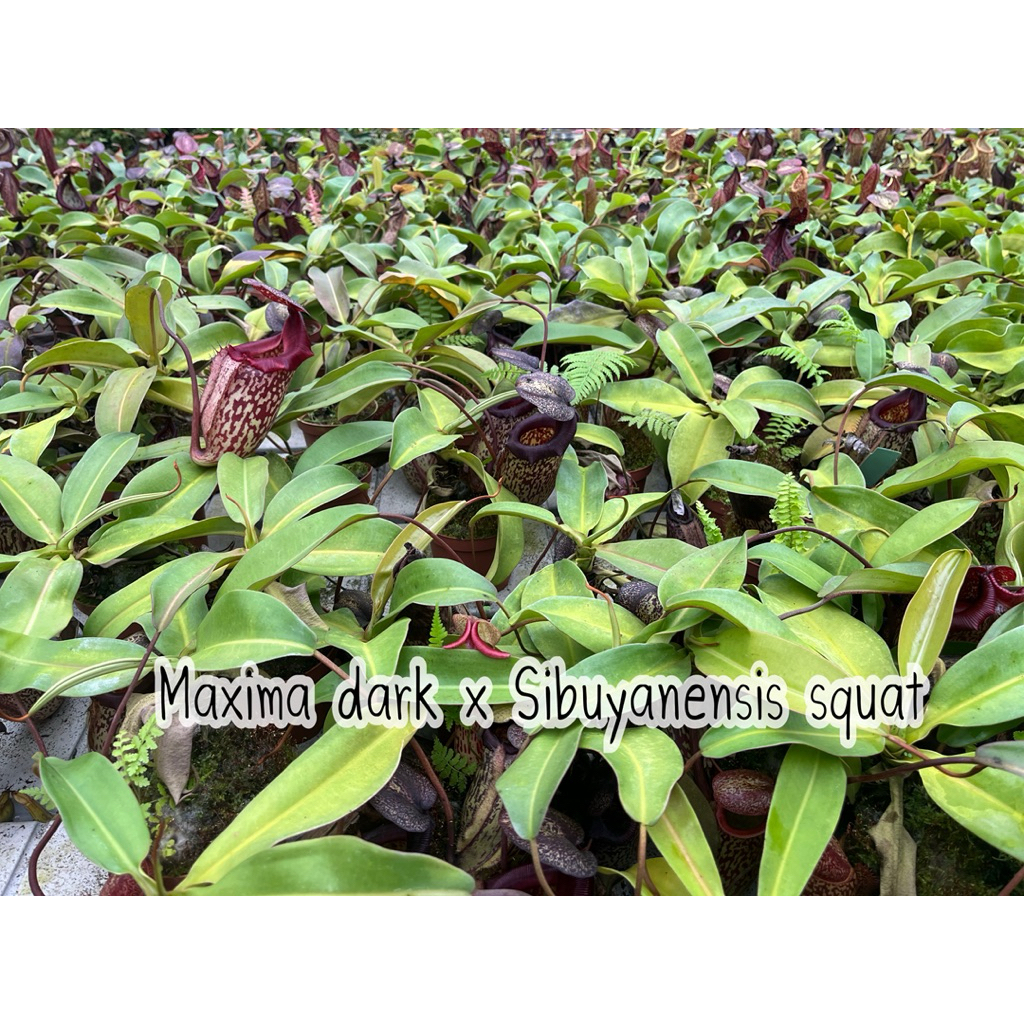 Maxima dark  x  Sibuyanensis squat