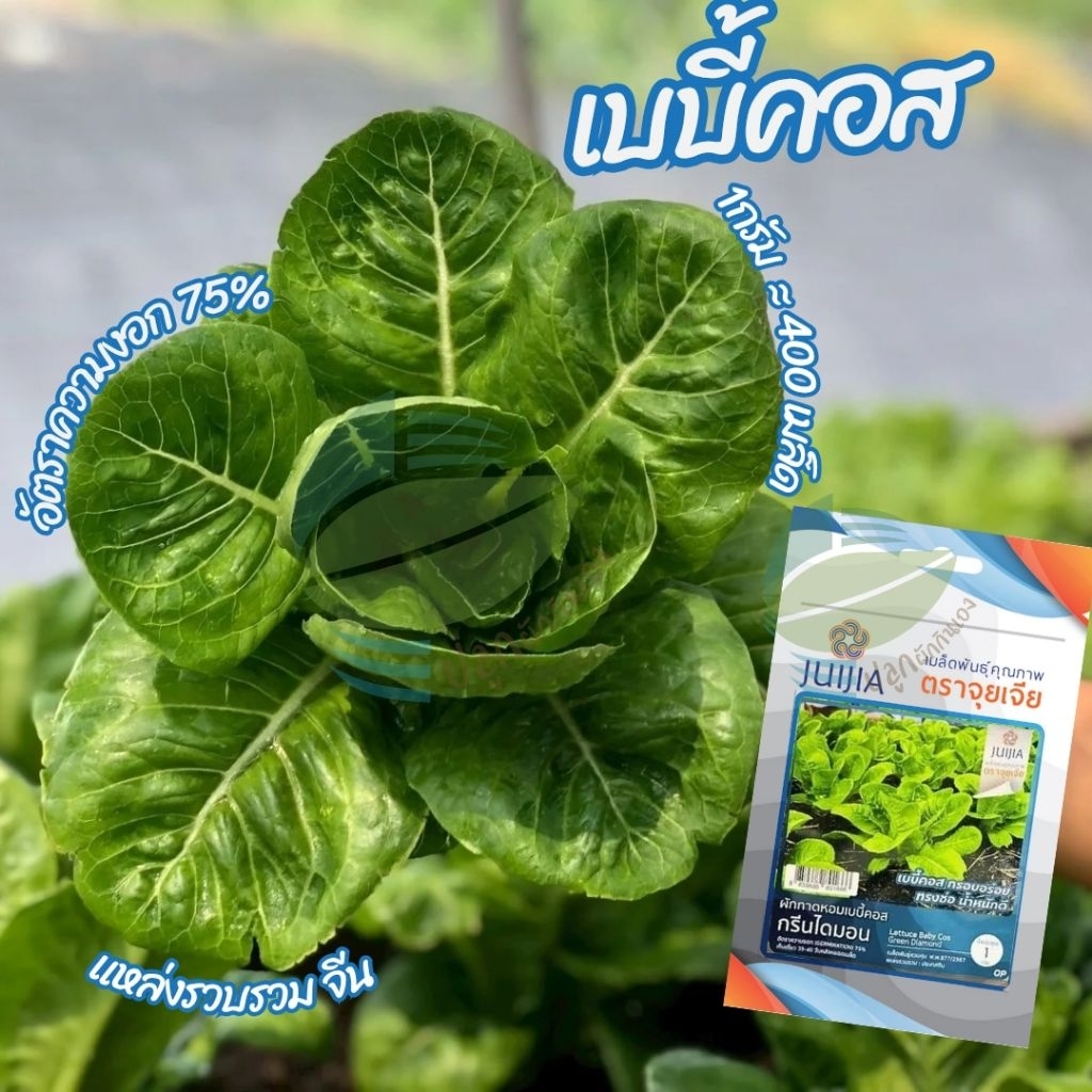 เมล็ดพันธุ์ ผักสลัด เบบี้คอส กรีนไดมอน ( Baby Cos - Green Diamond)