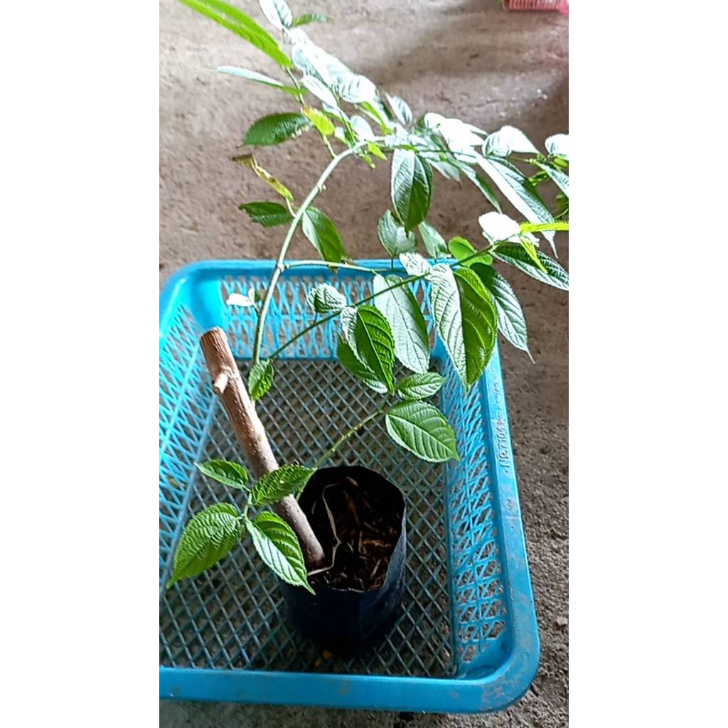 ต้นพันธุ์ สะแล  กิ่งปักชำ พร้อมปลูกในถุงดำ 29บาท