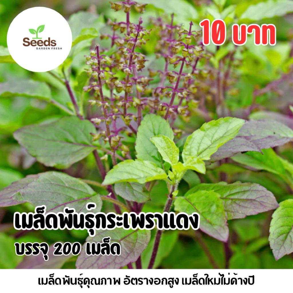 เมล็ดพันธุ์กระเพราแดง บรรจุ 100 เมล็ด