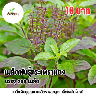 เมล็ดพันธุ์กระเพราแดง บรรจุ 200 เมล็ด