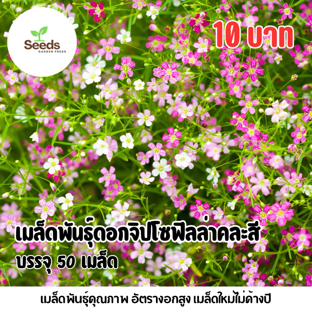 เมล็ดพันธุ์ดอกจิปโซฟิลล่าคละสี บรรจุ 50 เมล็ด