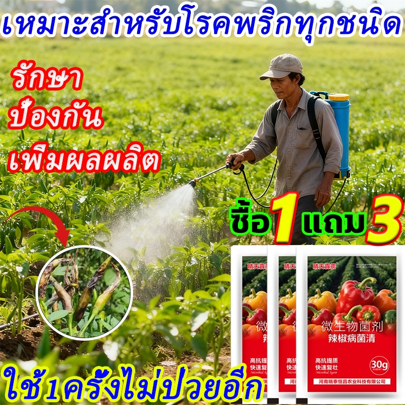 ใช้1ครั้งไม่ป่วยอีก โรคพริกเน่า ยากำจัดเชื้อรา รักษาโรคพืช ในพริก กุ้งแห้ง แอนแทรกโนส รากเน่า โคนเน่า เหี่ย รักษาโรคพริก