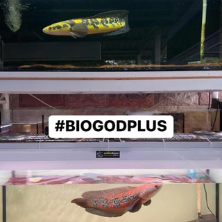 BiogodPlus จุลินทรีย์เซ็ทระบบกรองสำหรับปลาสวยงามทุกชนิดช่วยให้น้ำใสคุณภาพดี ย่อยสลายขี้ปลา ลดกลิ่นคาว ปลอดภัยไร้สารเคมี