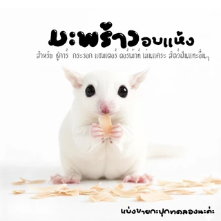 อาหารแฮมเตอร์ ขนม ชูการ์ กะรอก ดอร์เม้าท์ ใจเเอ้นท์ โรโบ เม่น สัตว์ฟันเเทะอื่นๆๆ (กะปุกทดลอง)