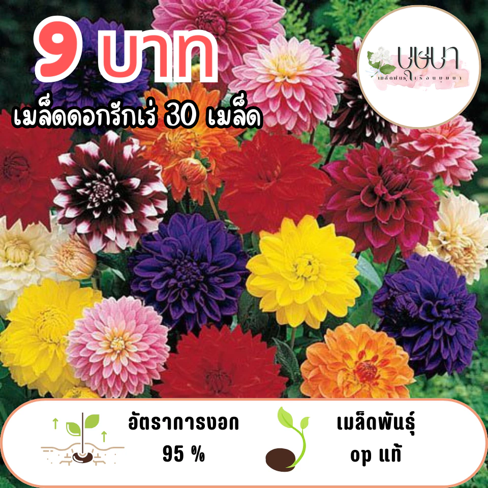 เมล็ดพันธุ์ดอกรักเร่ 9 บาท