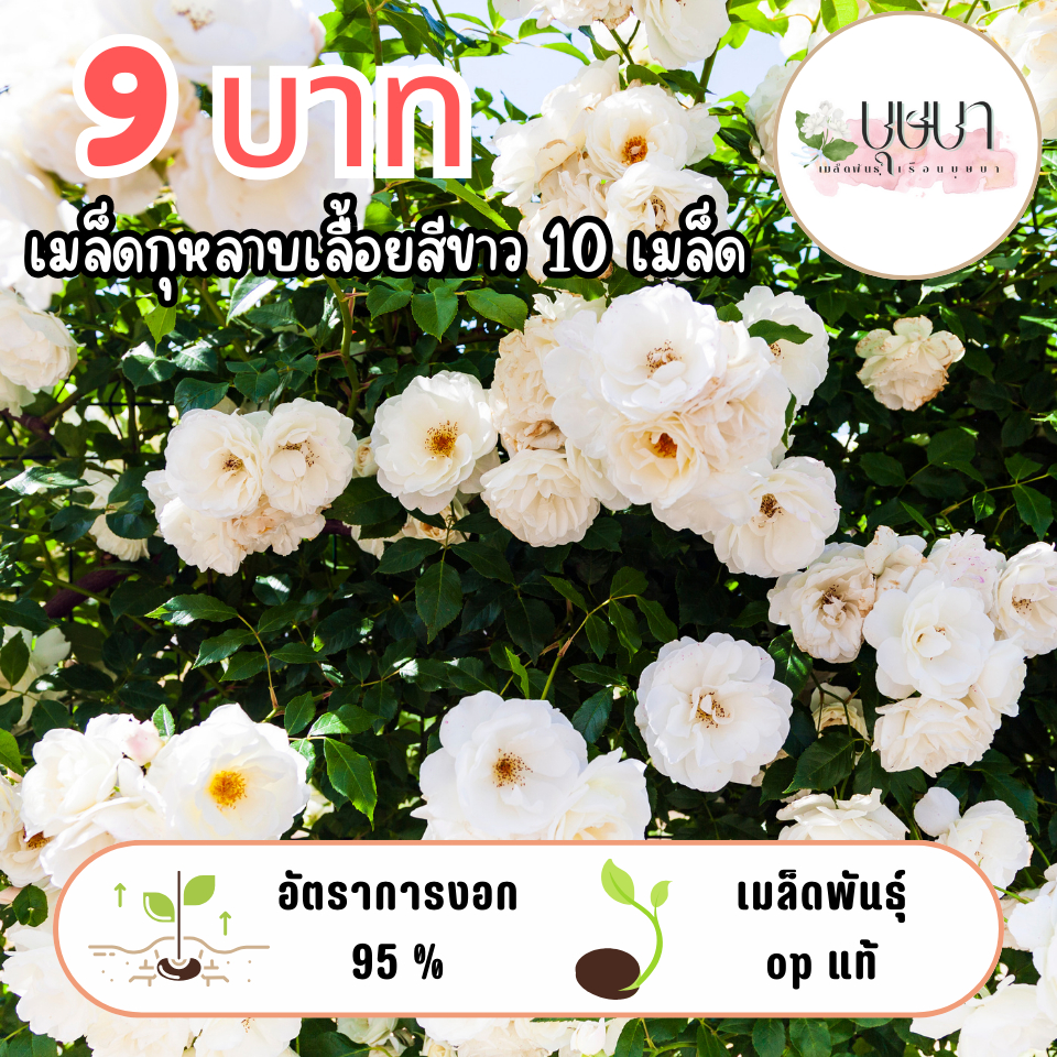 เมล็ดดอกกุหลาบเลื้อยขาว 9บาท
