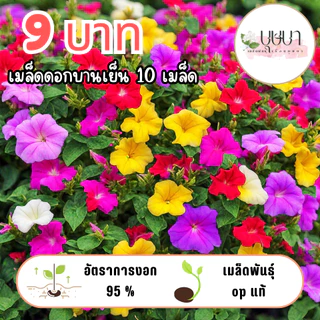 เมล็ดพันธุ์ดอกบานเย็น 9บาท