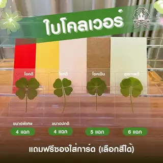 (ของแท้จากเกาหลี🇰🇷) ใบโคลเวอร์ 3/ 4 / 5 / 6 แฉก🍀✨ Leaf Clover สัญลักษณ์แห่งความโชคดี พวงกุญแจใบโคลเวอร์