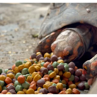 เปิดตัวใหม่! 📣 Pro-Reptiles​ อาหารเต่าบกสูตร Mixed fruit กระสอบ 10 กิโล เพิ่มความอยากอาหาร เสริมกับอาหารหลัก