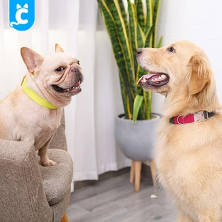 [ส่งฟรี🇹🇭] Doglemi ปลอกคอสุนัข สีพาสเทล ปลอกคอแมว สายจูงสุนัข สัตว์เลี้ยง Dog Collar CleverPet