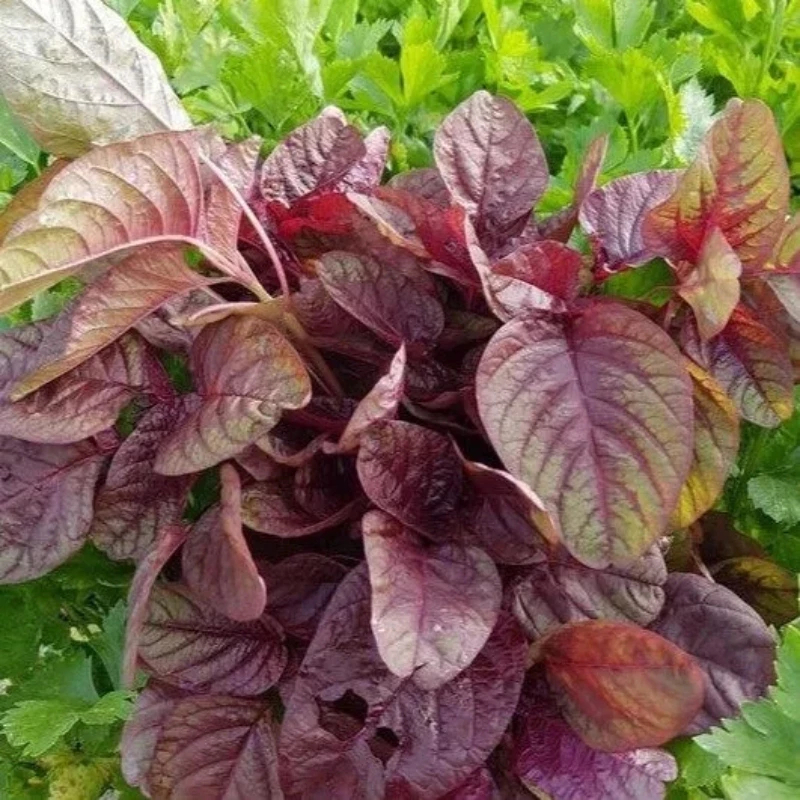 เมล็ดผักโขมแดงพื้นบ้านพันธุ์ใหญ่( Thai red spinach seeds)2000 เมล็ด F1 seeds