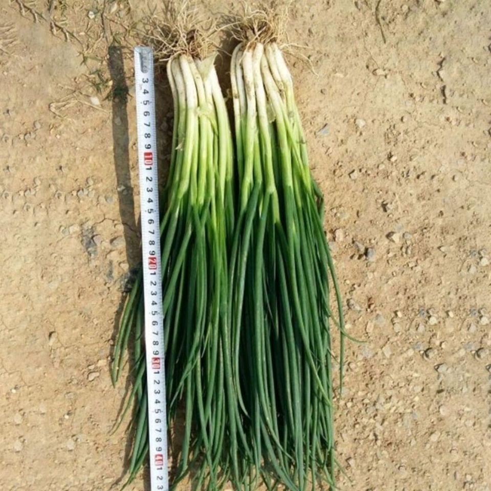 เมล็ดพันธุ์ ต้นหอม หอมแดง เมล็ดหอมแดง 500 เมล็ด Shallot Seeds ผักออแกนิค เมล็ดพันธุ์ผัก ผักสด