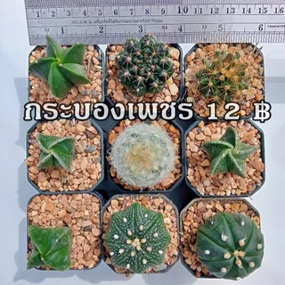 แคคตัส หลากหลายสายพันธ์ุ ต้นกระบองเพชร ต้นแคคตัส (แคคตัส กระบองเพชร)