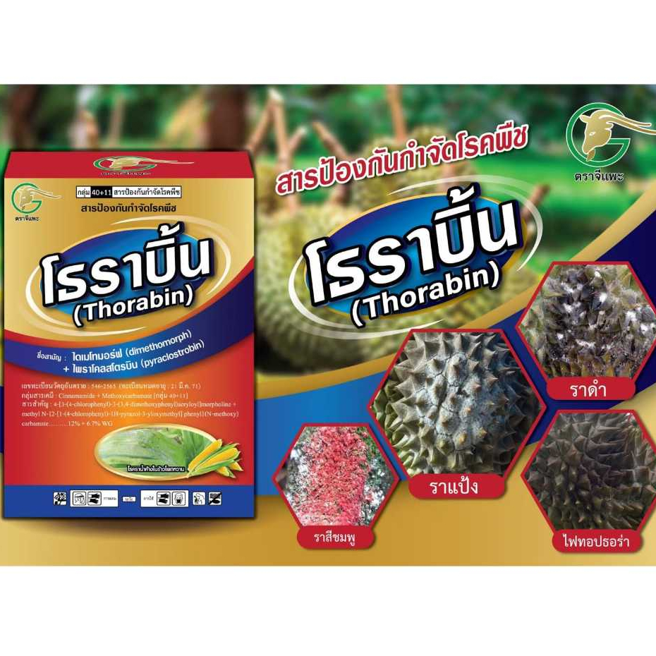 โธราบิ้น (ไดเมโทมอร์ฟ+ไพราโคลสโตรบิล) 1กก สารกำจัดโรคพืช ไฟท็อปเทอร่า ฟิวซาเรียม กิ่งแห้ง ต้นเน่า