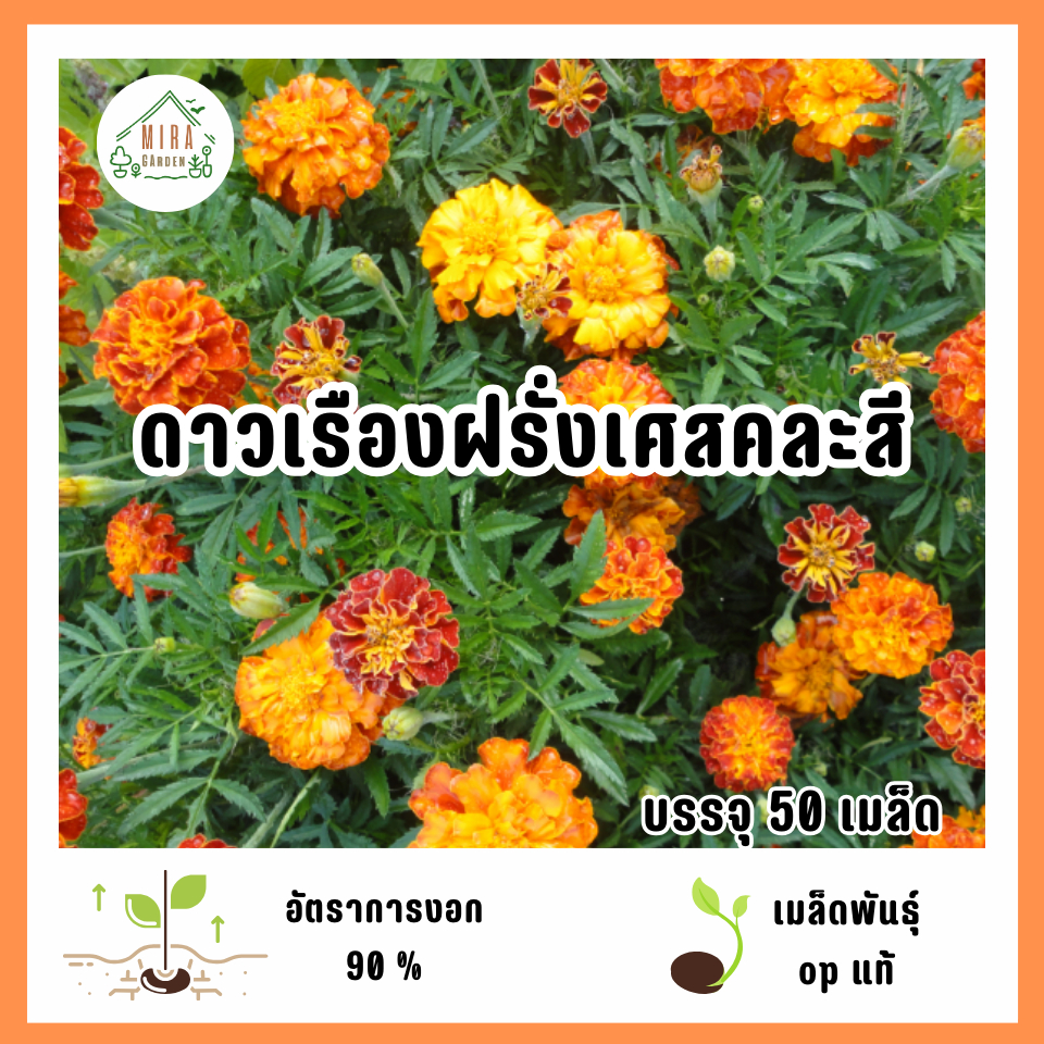เมล็ดพันธุ์ดาวเรืองฝรั่งเศลคละสี 50 เมล็ด