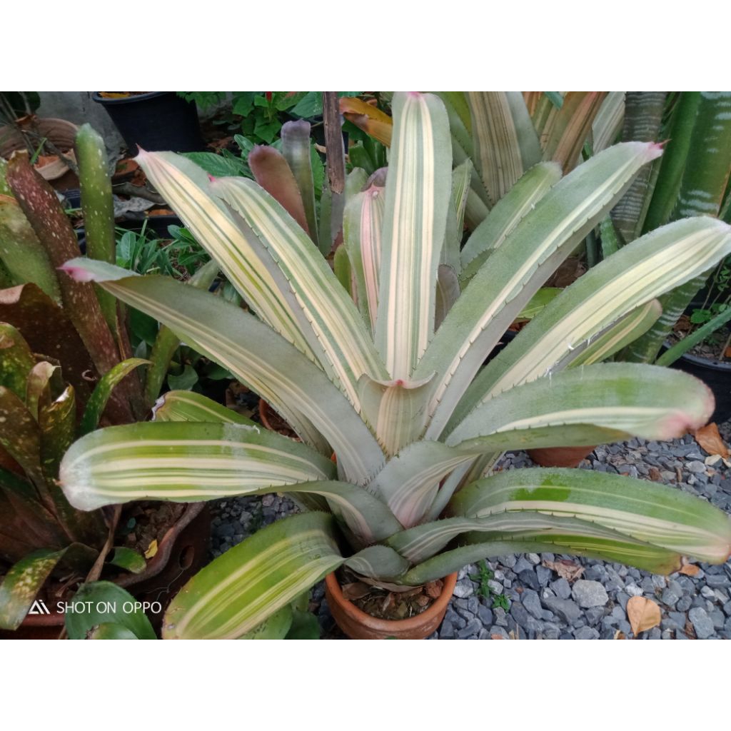 สับปะรดสี Aechmea Little Harv variegated  #Aechmea #สับปะรดสี  #ไม้ทนแดด #ไม้จัดสวน