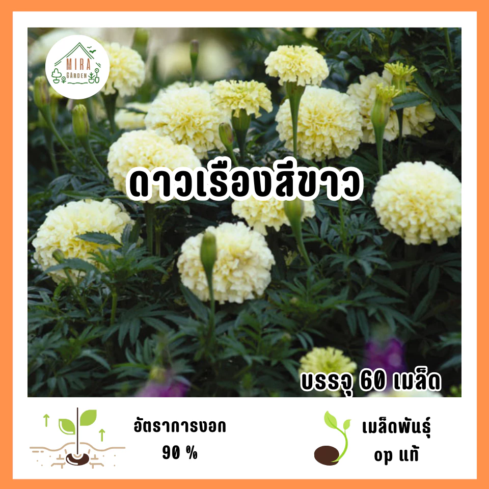 เมล็ดพันธุ์ดอกดาวเรืองสีขาว 60 เมล็ด