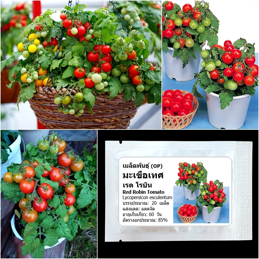 เมล็ดพันธุ์ มะเขือเทศ เรดโรบิน Red Robin Tomato Seed 20 เมล็ด คุณภาพดี ของแท้ 100%