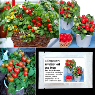 เมล็ดพันธุ์ มะเขือเทศ เรดโรบิน Red Robin Tomato Seed 20 เมล็ด คุณภาพดี ของแท้ 100%