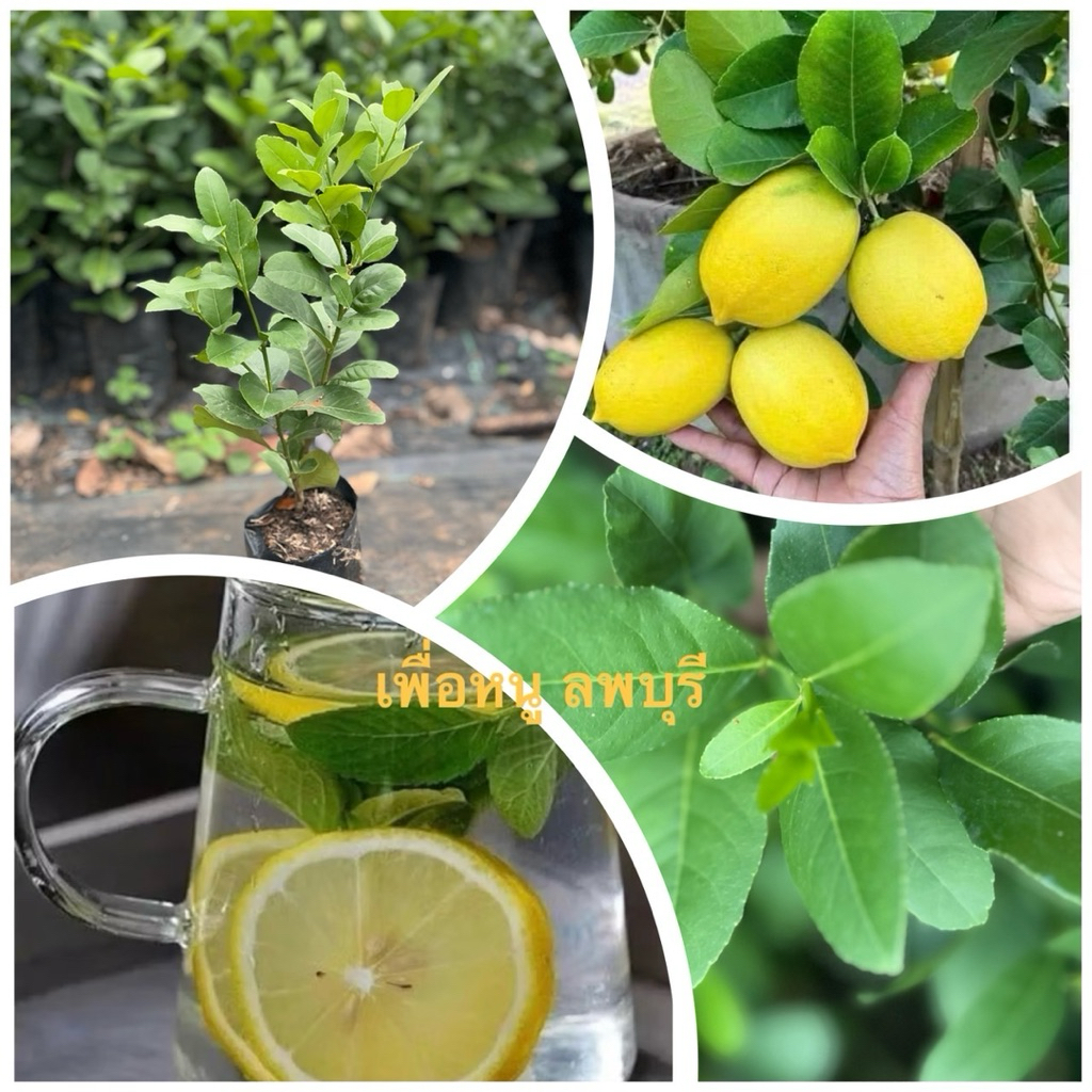 ต้นมะนาวเลม่อน ปลูกง่าย สูง 40-50ซม. มีกลิ่นหอมแรงมาก น้ำเยอะ ไร้เมล็ด (สินค้าเสียหายส่งเคลมฟรี)