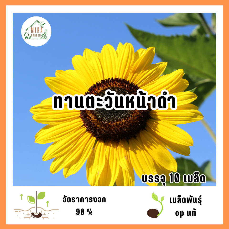 เมล็ดพันธุืทานตะวันหน้าดำ 10 เมล็ด