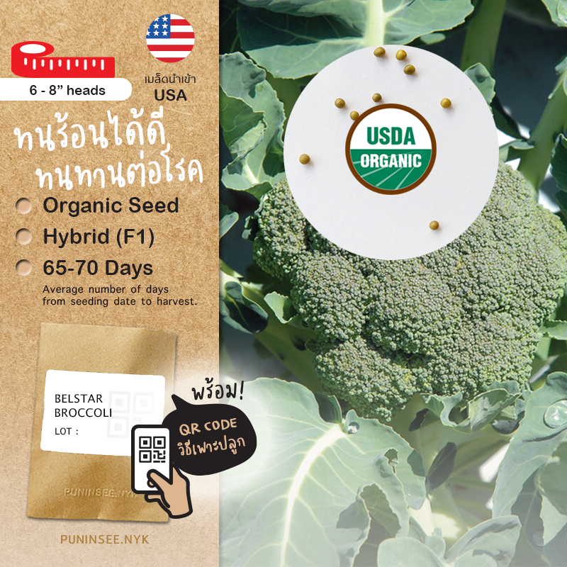 เมล็ดนำเข้า บล็อคโคลี Belstar Broccoli (Organic F1) พันธุ์ลูกผสม ทนร้อน ทนทานต่อโรค ขนาดกระทัดรัด