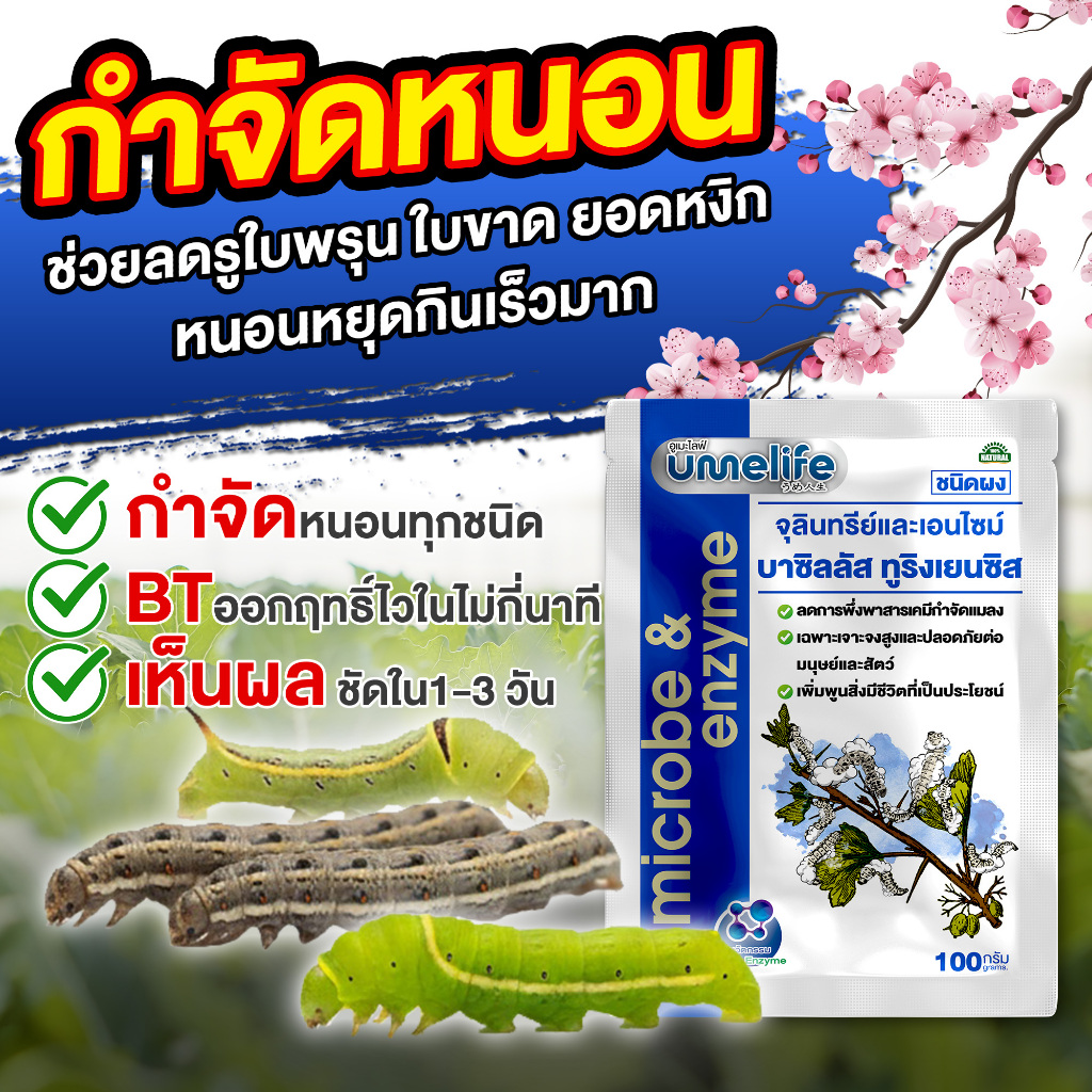 จุลินทรีย์กำจัดหนอน ป้องกันหนอนกินใบ ป้องกันใบพรุน หนอนไชผัก อูเมะไลฟ์ บาซิลัส ทูริงเยนซิส 100 กรัม