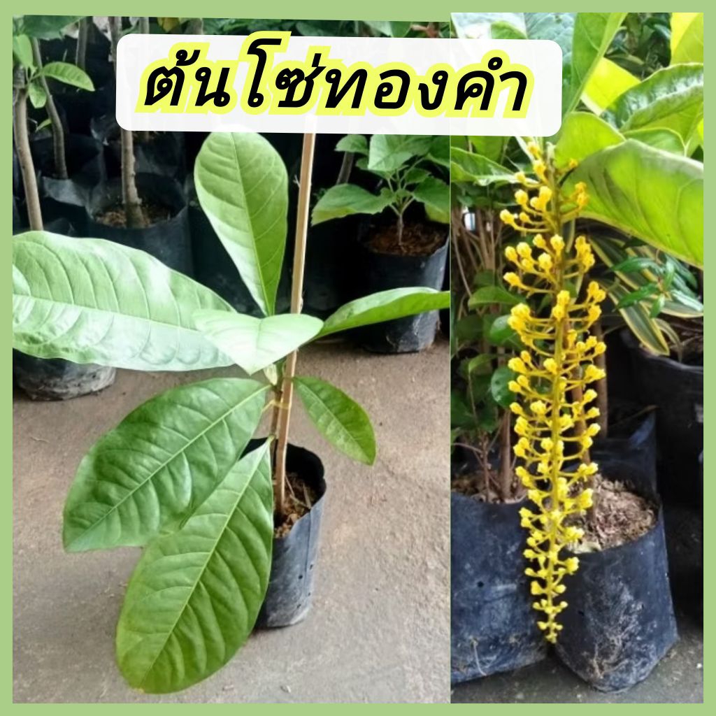 ต้นโซ่ทองคำ✨แบบปักชำติดดอกเร็ว🌿ต้นสูง40-50ซม.
