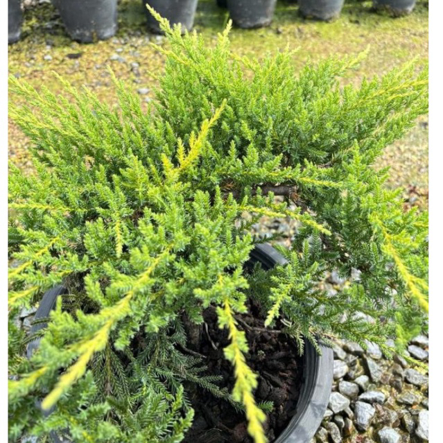 สนเลื้อยเลม่อน-Daub’s Frosted Juniper 11นิ้ว ทำบอนไซได้