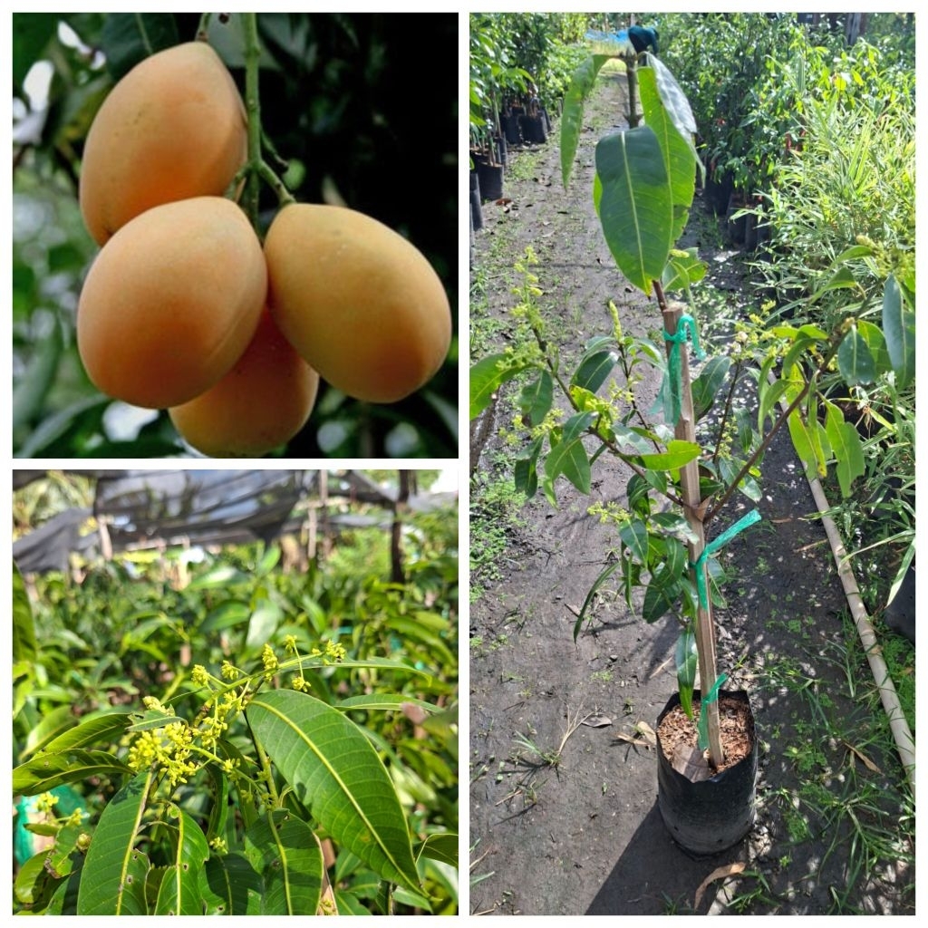 ต้นมะปรางไข่หวานสุวรรณบาตร ทาบกิ่ง 1-2 ปีเริ่มติดดอกออกผล