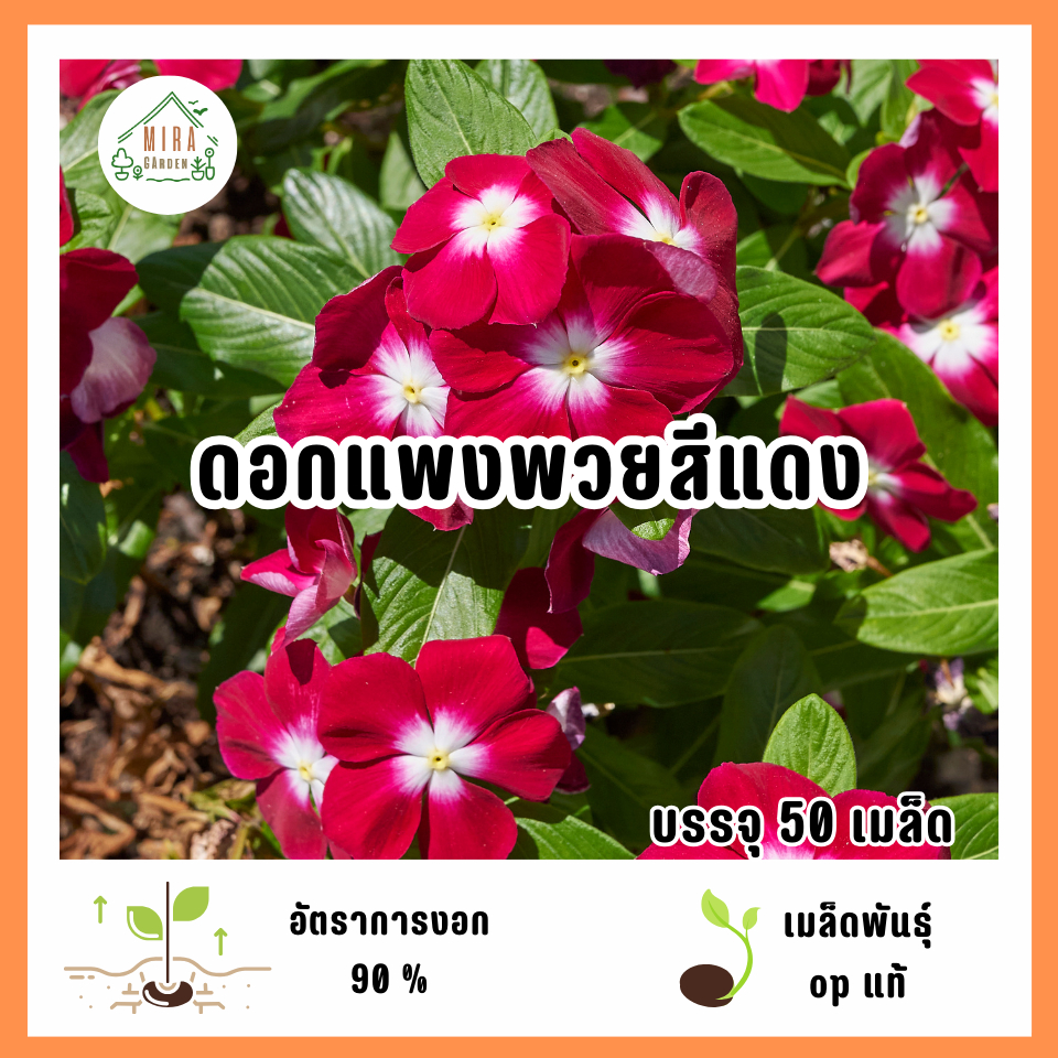 เมล็ดพันธุ์ดอกแพงพวยสีแดง 50 เมล็ด
