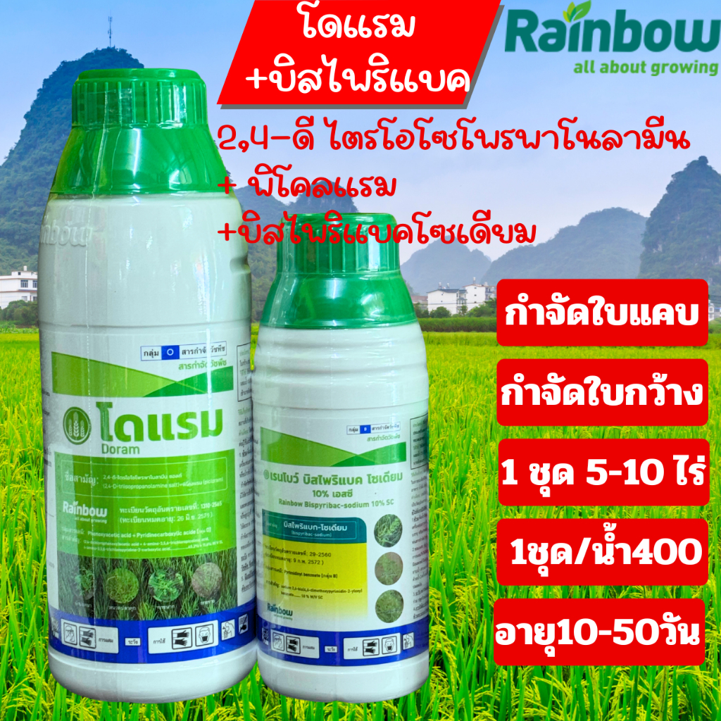 หญ้าเกลี้ยงนา 1 ชุด 10 ไร่ อายุ 10-50 วัน กำจัดใบแคบและใบกว้าง (โดแรม + บิสไพริแบค)