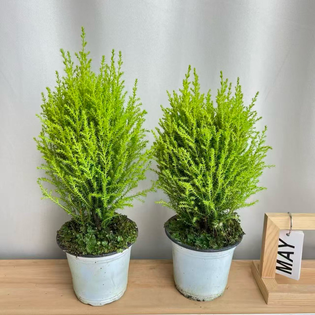 สนเลมอนม่อนหรือไซเปรส 15-20m พุ่มสวยกระถาง4-5นิ้ว สีมะนาวหอมกลิ่นมะนาวนิด