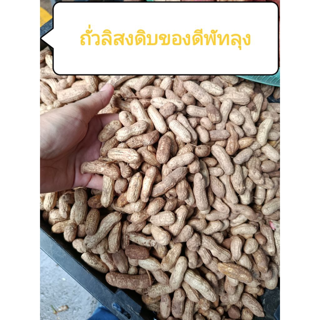 ถั่วลิสงดิบจากพัทลุง#1กิโล##3กิโล พร้อมส่ง