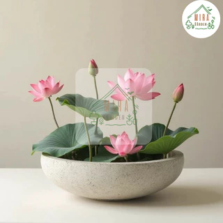 เมล็ดพันธุ์บัวแคระ 5 เมล็ด