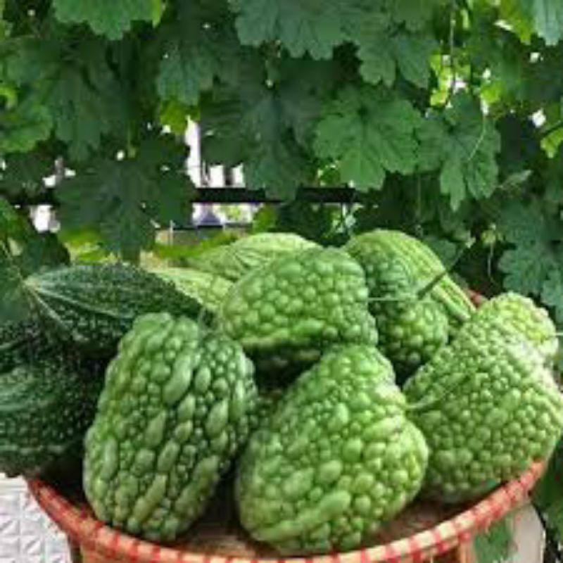 มะระหัวใจ☘️10 แถม 1📌ถูกที่สุด25บ.📌เมล็ดพันธุ์มะระหัวใจ3-15 เมล็ด🌱ลูกดก☘️ทนร้อน🌱ไม่ขม