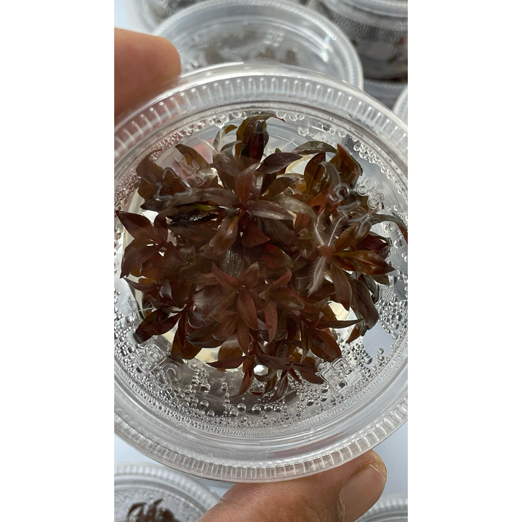 Ludwigia dark orange ไม้น้ำเนื้อเยื่อ