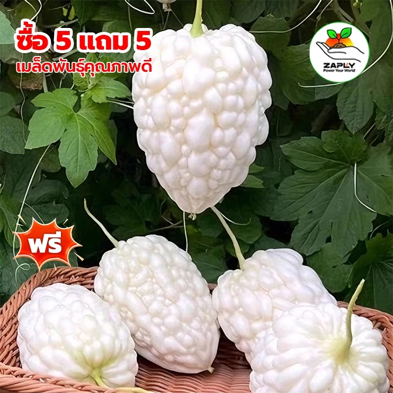 พันธุ์มะระขาวแอปเปิ้ล 5เมล็ด ลูกอวบใหญ่ หวานกรอบ【ซื้อ 5 แถม 5 ฟรี】
